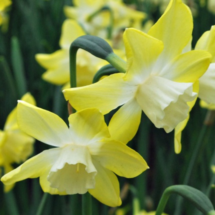 Narcissus 'Pipit' AGM