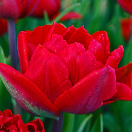 Tulipa 'Red Princess'