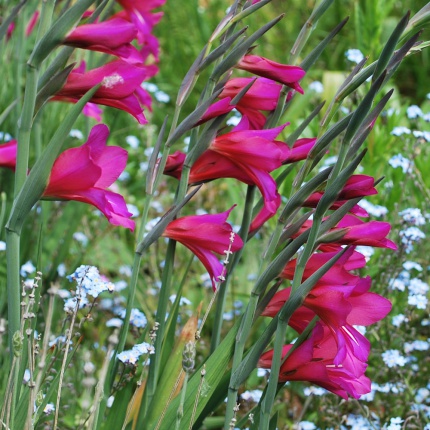 Gladiolus communis byzantinus AGM