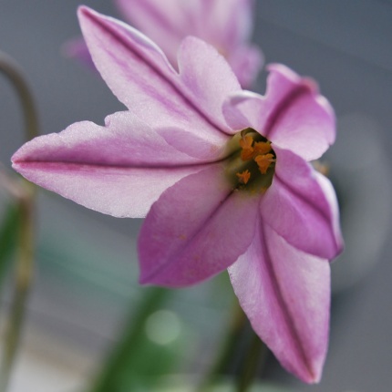 Ipheion 'Charlotte Bishop'