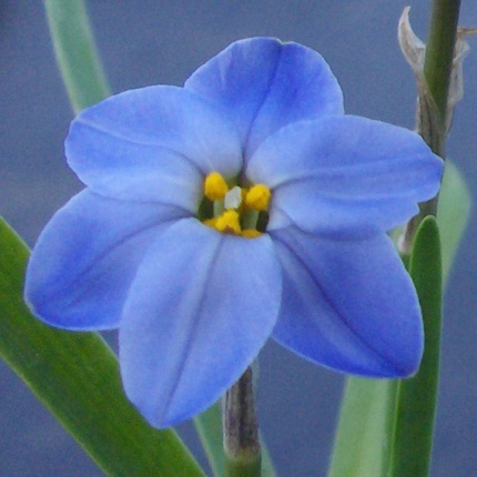 Ipheion 'Rolf Fiedler' AGM