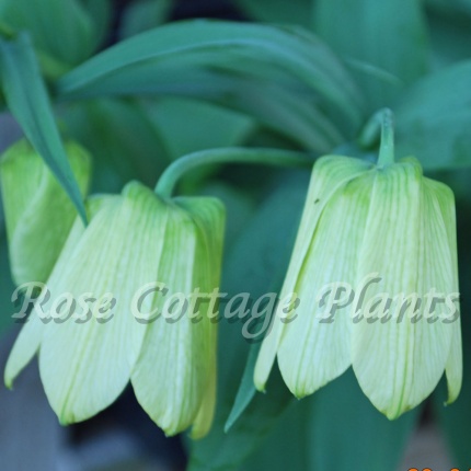 Fritillaria pallidiflora AGM