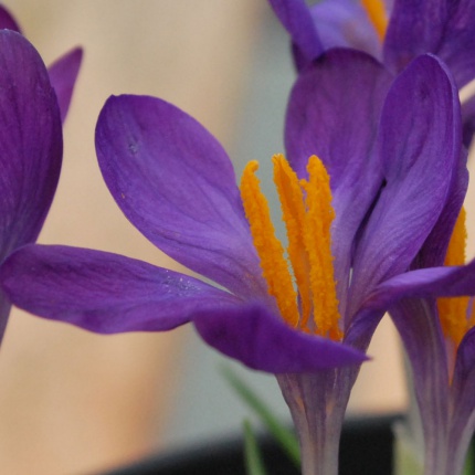 Crocus tommasinianus 'Whitewell Purple'