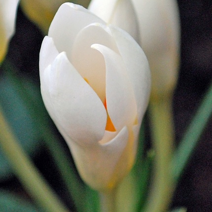 Crocus chrysanthus 'Miss Vain'