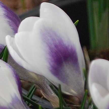 Crocus chrysanthus 'Prins Claus'