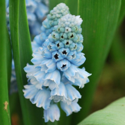 Muscari azureum AGM