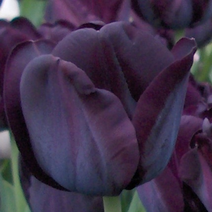 Tulipa 'Paul Scherer' AGM