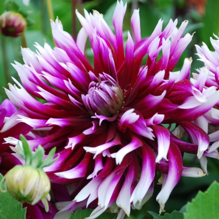 Dahlia Alauna Clair Obscur