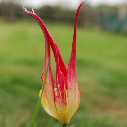 Tulipa acuminata