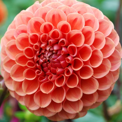 Dahlia 'Cornel Brons'