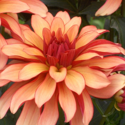 Dahlia 'Gallery Art Deco'