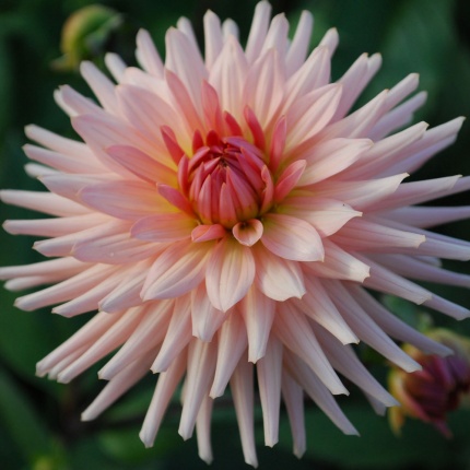 Dahlia 'Preference'