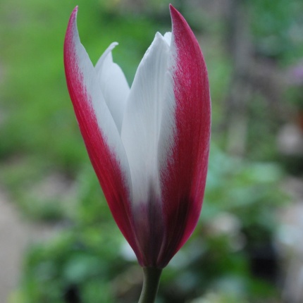 Tulipa clusiana 'Peppermintstick' AGM