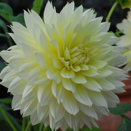 Dahlia 'Canary Fubuki'