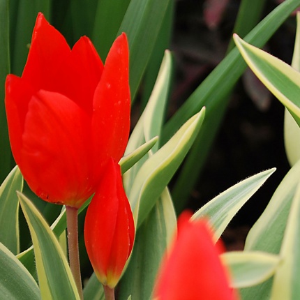 Tulipa praestans 'Unicum'