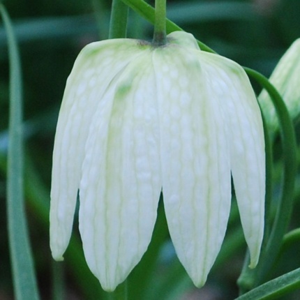 Fritillaria meleagris alba