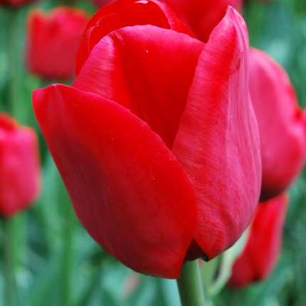 Tulipa 'Ile de France'