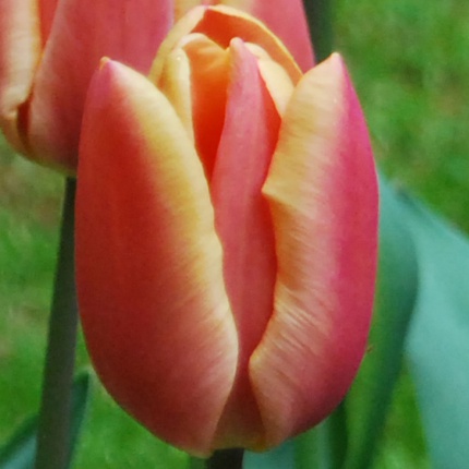 Tulipa 'Apricot Foxx'