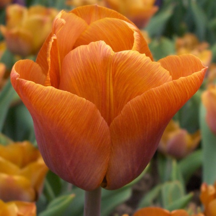 Tulipa 'Cairo'