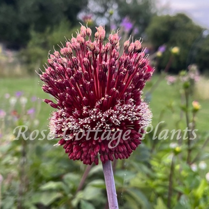 Allium 'Forelock'