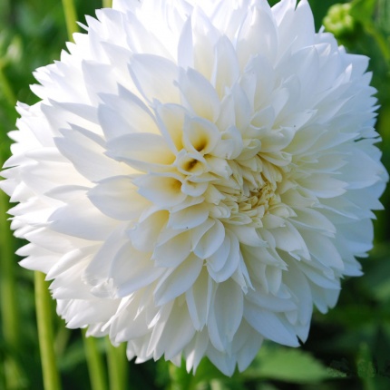 Dahlia Myama Fubuki