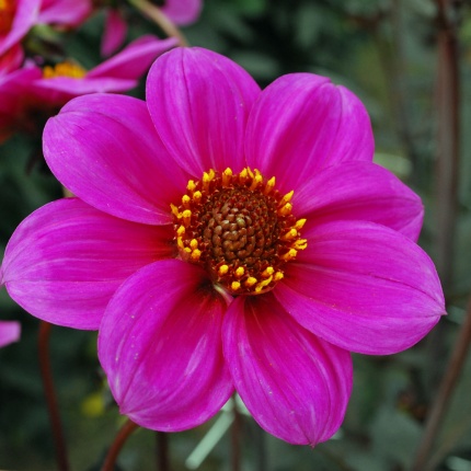 Dahlia 'HS Juliet'