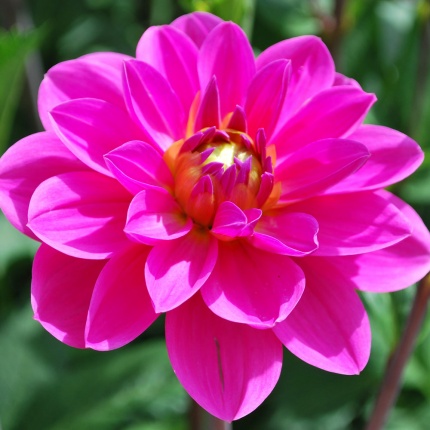 Dahlia 'Onesta'