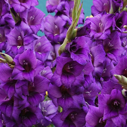 Gladiolus grandiflora 'Purple Flora'