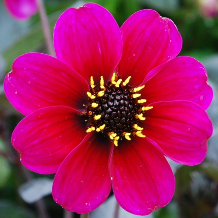 Dahlia 'Roxy'