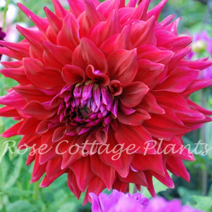 Dahlia 'Zorro' AGM