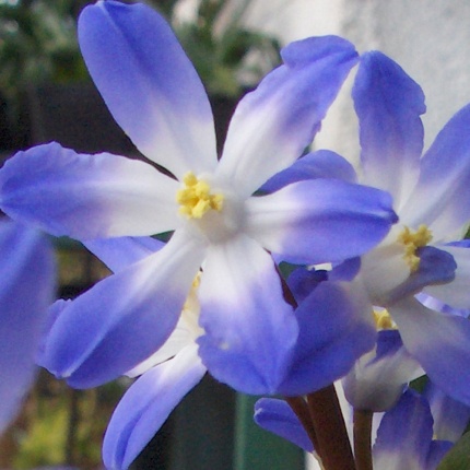 Chionodoxa forbesii 'Blue Giant'