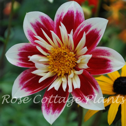 Dahlia 'Fashion Monger'