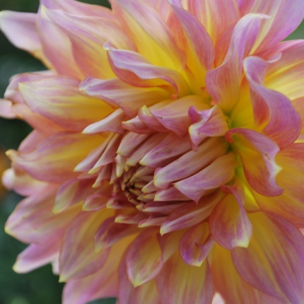 Dahlia 'Kidds Climax'