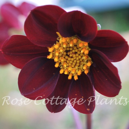 Cosmos x dahlia 'Mexican Black'