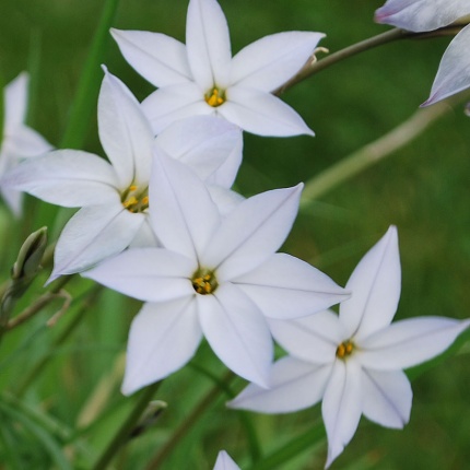 Ipheion 'Wisley Blue'