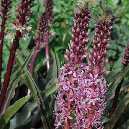 Eucomis comosa 'Sparkling Burgundy'