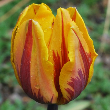 Tulipa 'Prinses Margriet'