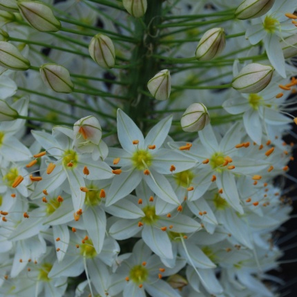 Eremurus himalaicus