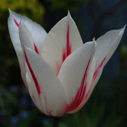 Tulipa 'Marilyn'