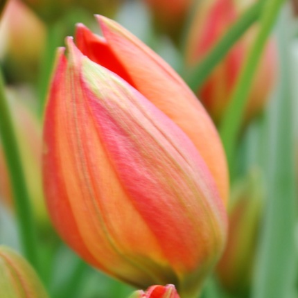 Tulipa 'Little Princess'