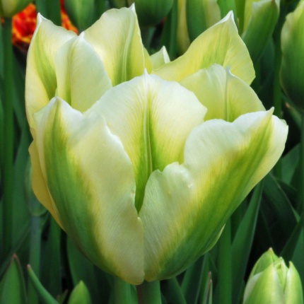 Tulipa 'Spring Green'