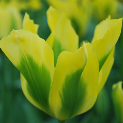 Tulip 'Yellow Spring Green'