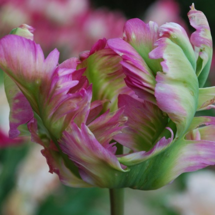 Tulipa 'Green Wave'