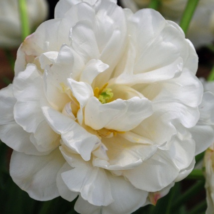 Tulipa 'Mount Tacoma'