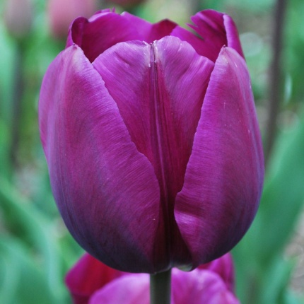 Tulipa 'Negrita'