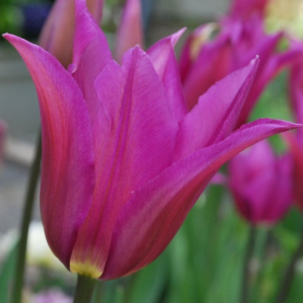 Tulipa 'Purple Dream'