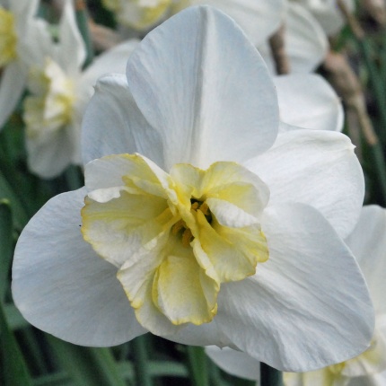 Narcissus 'Bella Estrella'