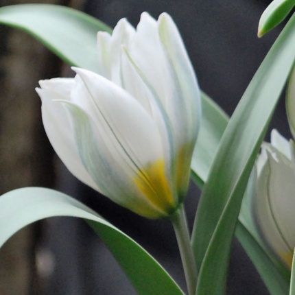 Tulipa polychroma single