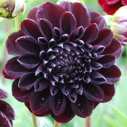 Dahlia 'La Recoleta'