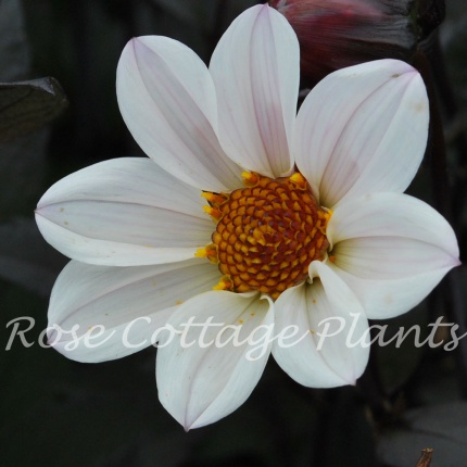 Dahlia 'HS Princess'